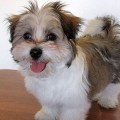 balto petit chien morkie