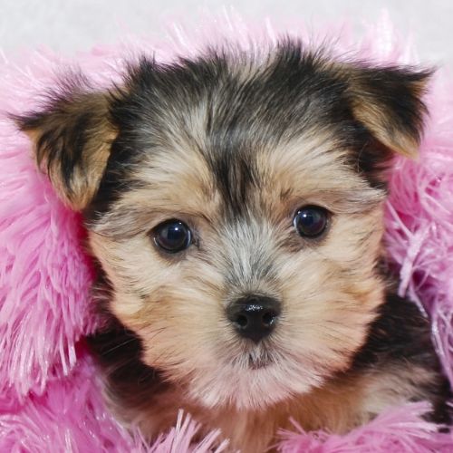 leo petit chien morkie