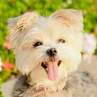 zoe petit chien morkie