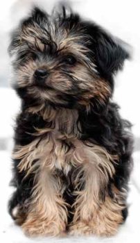 Vic petit Morkie male
